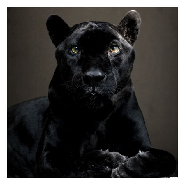 Papeles pintados Black Puma