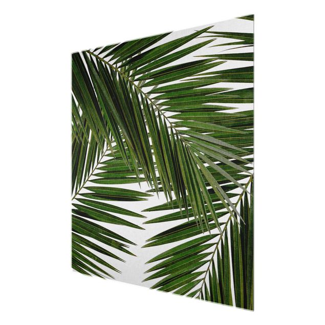 Cuadros verdes View Through Green Palm Leaves