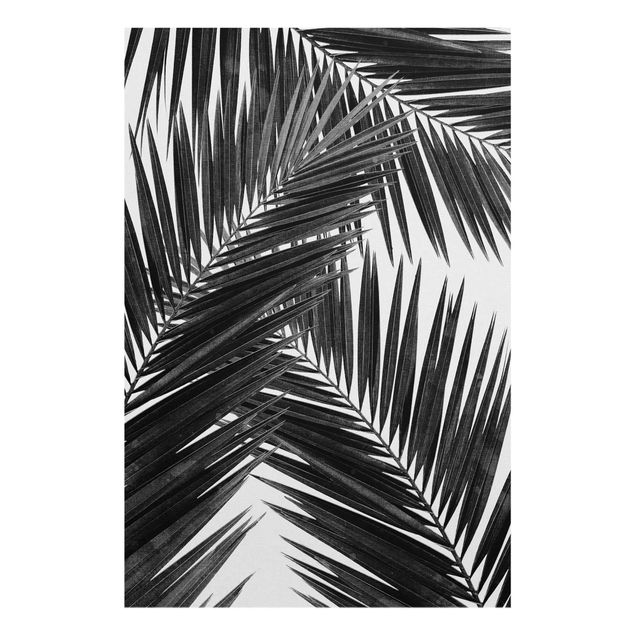 Cuadros de plantas View Through Palm Leaves Black And White
