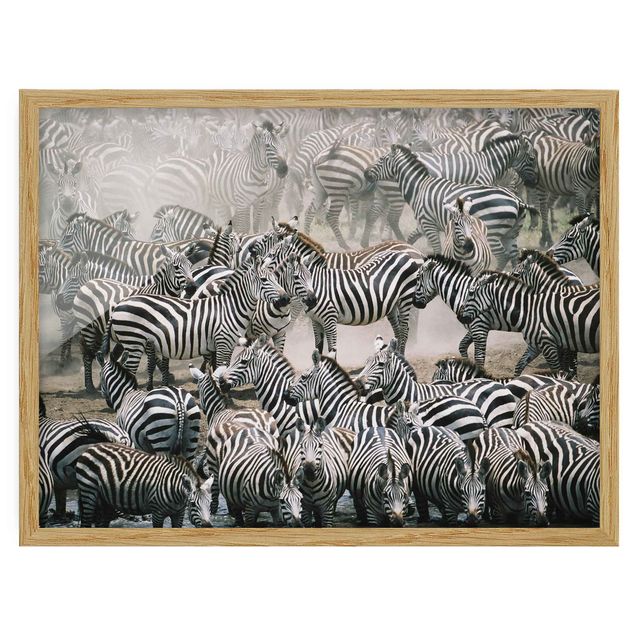 Pósters enmarcados abstractos Zebra Herd