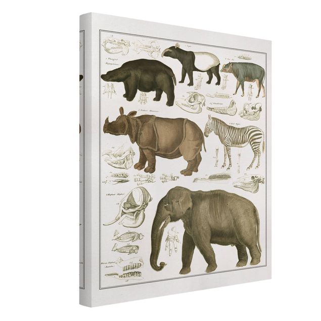 Lienzos de África Vintage Board Elephant, Zebra And Rhino