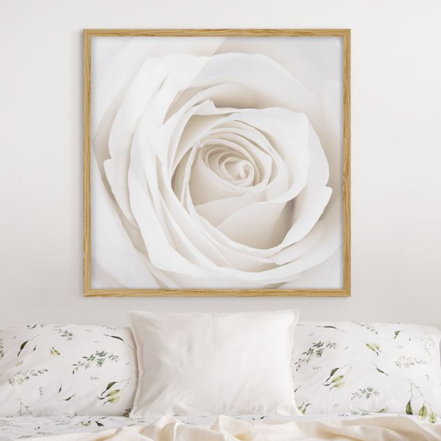 Pósters enmarcados flores Pretty White Rose