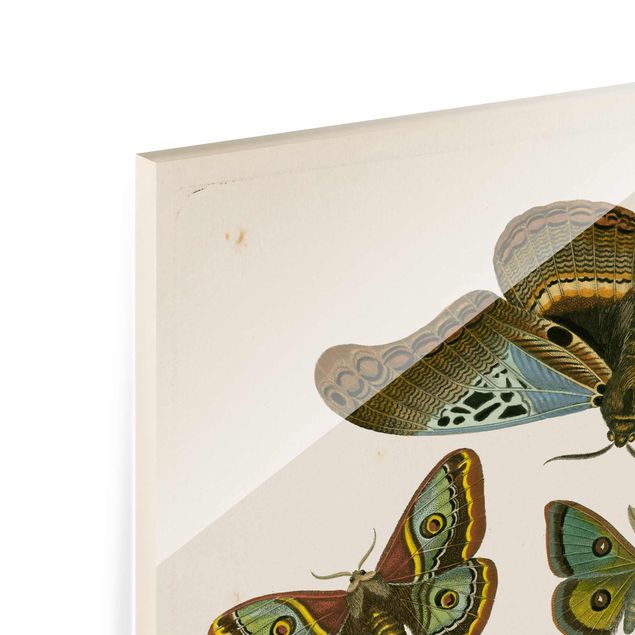 Cuadros Vintage Illustration Exotic Butterflies II