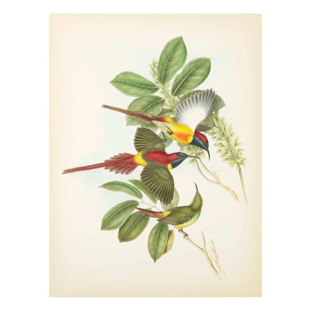 Cuadros tonos verdes Vintage Illustration Tropical Birds III