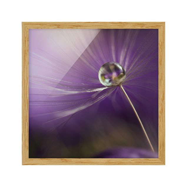 Cuadros de flores modernos Dandelion In Violet