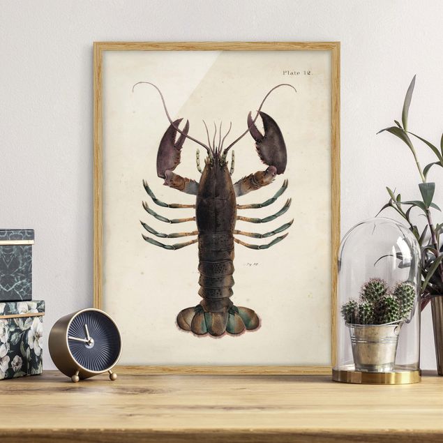 Decoración cocina Vintage Illustration Lobster
