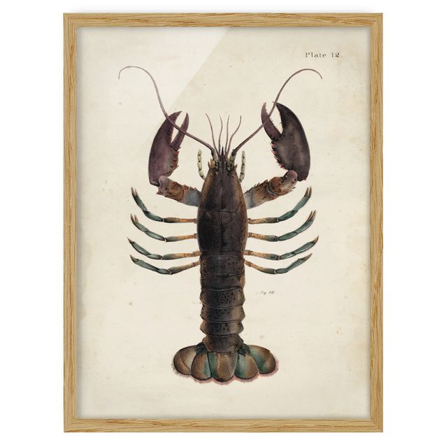 Cuadros retro vintage Vintage Illustration Lobster