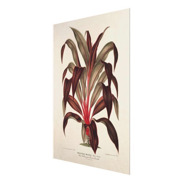 Cuadros rojos Botany Vintage Illustration Of Dragon Tree