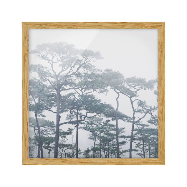 Pósters enmarcados de paisajes Treetops In Fog