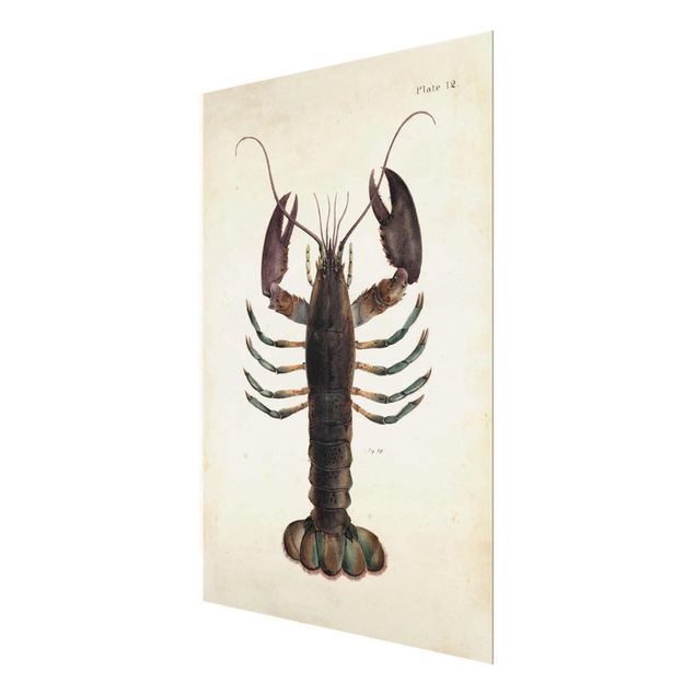Cuadros modernos Vintage Illustration Lobster