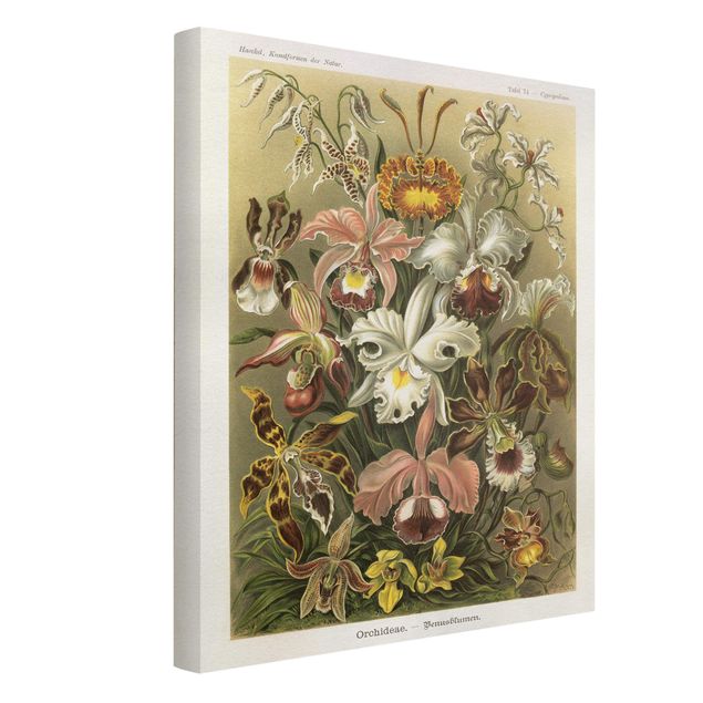 Cuadros en lienzo de flores Vintage Board Orchid