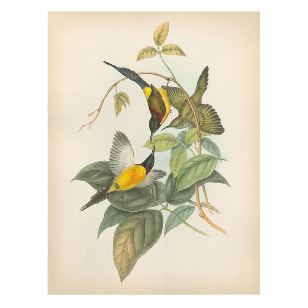 Cuadros de flores Vintage Illustration Tropical Birds IV
