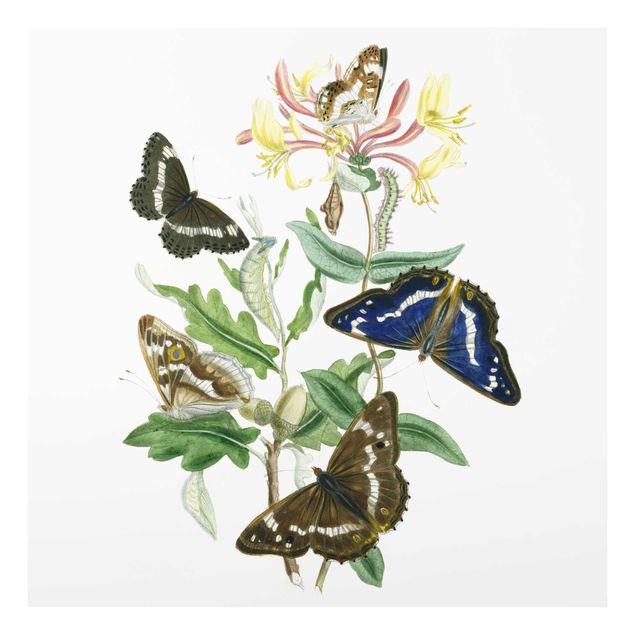 Cuadros flores British Butterflies IV