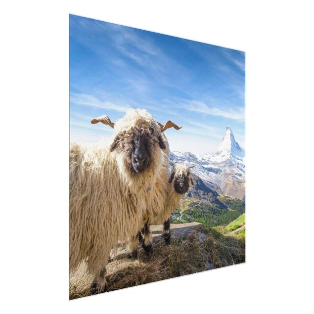 Cuadros de montañas Blacknose Sheep Of Zermatt