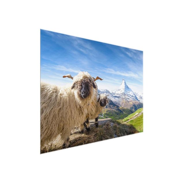 Cuadros de paisajes de montañas Blacknose Sheep Of Zermatt