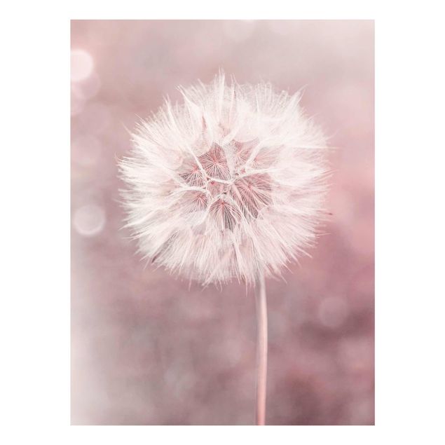 Cuadros flores Dandelion Bokeh Light Pink
