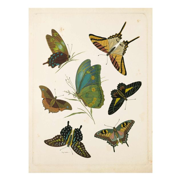 Cuadro vintage Vintage Illustration Exotic Butterflies