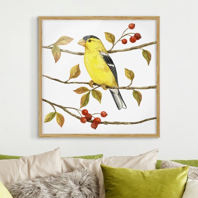 Pósters enmarcados vintage Birds And Berries - American Goldfinch