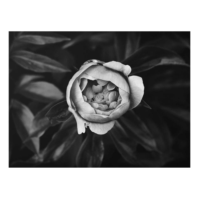 Cuadros de cristal blanco y negro Peonies In Front Of Leaves Black And White