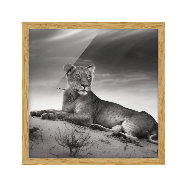 Cuadro retratos Resting Lion