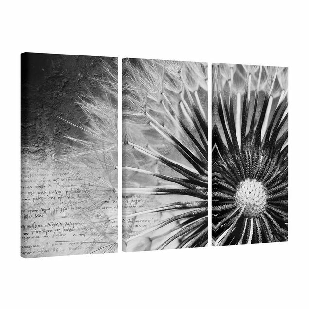 Cuadros en lienzo de flores Dandelion Black & White