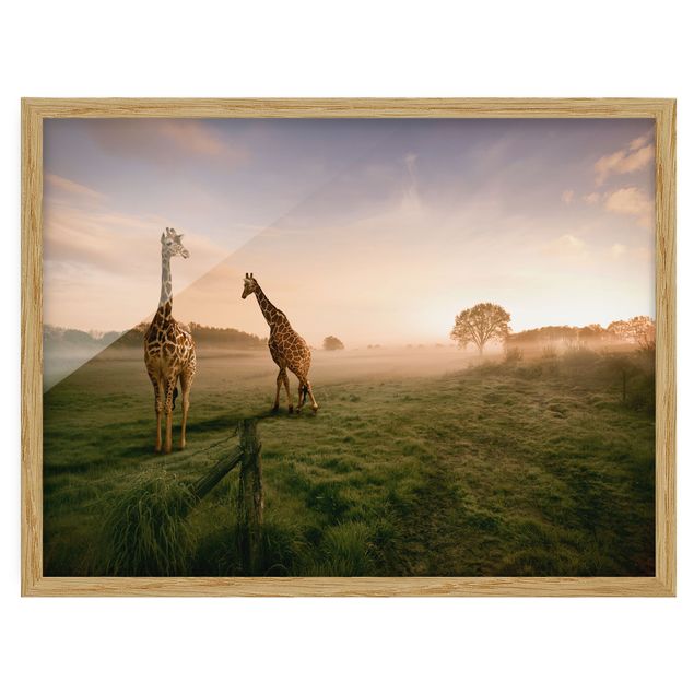 Pósters enmarcados de paisajes Surreal Giraffes