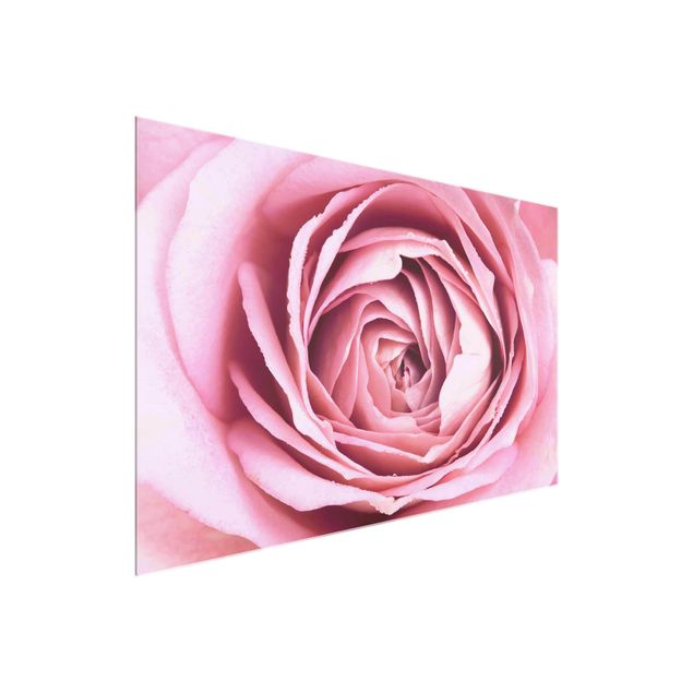Cuadros de cristal flores Pink Rose Blossom