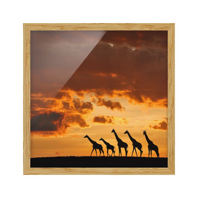 Pósters enmarcados de animales Five Giraffes
