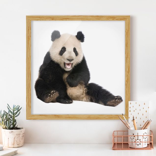 Cuadro de oso panda Laughing Panda