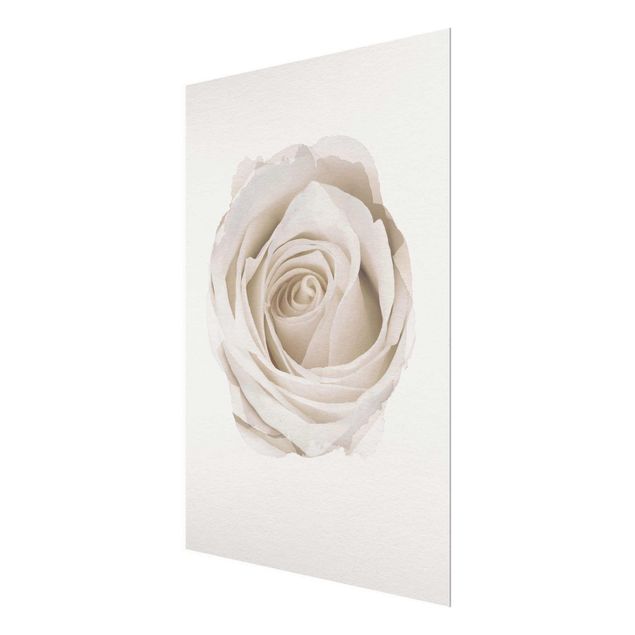 Cuadros flores WaterColours - Pretty White Rose