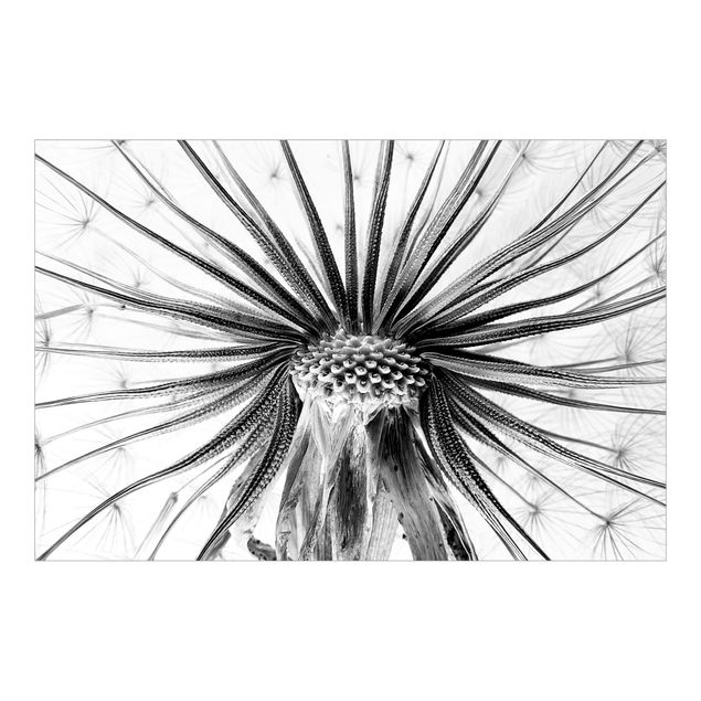 Papel de pared Dandelion Close-up Black And White