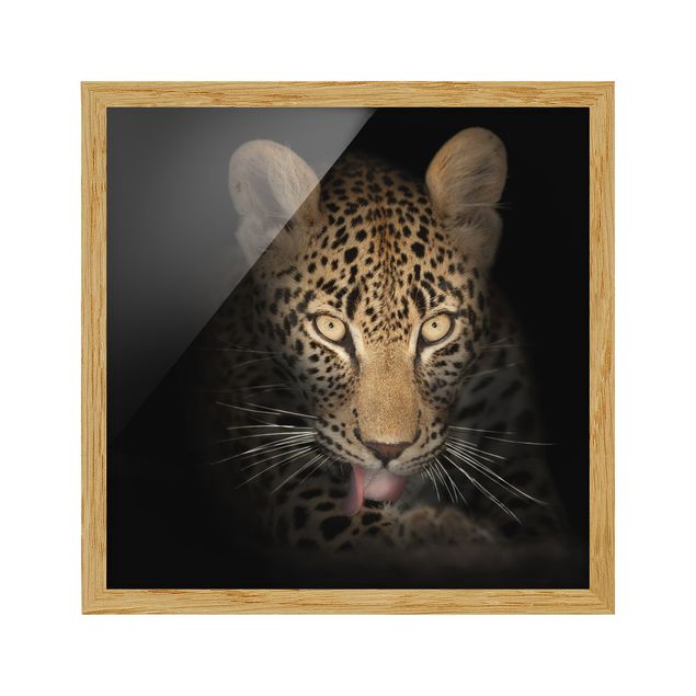 Cuadros retratos Resting Leopard