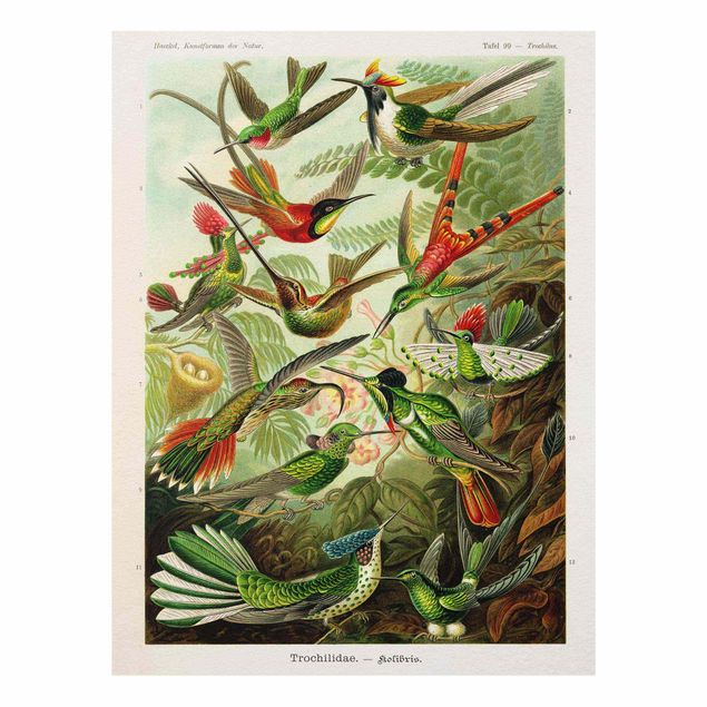 Cuadros multicolores Vintage Board Hummingbirds