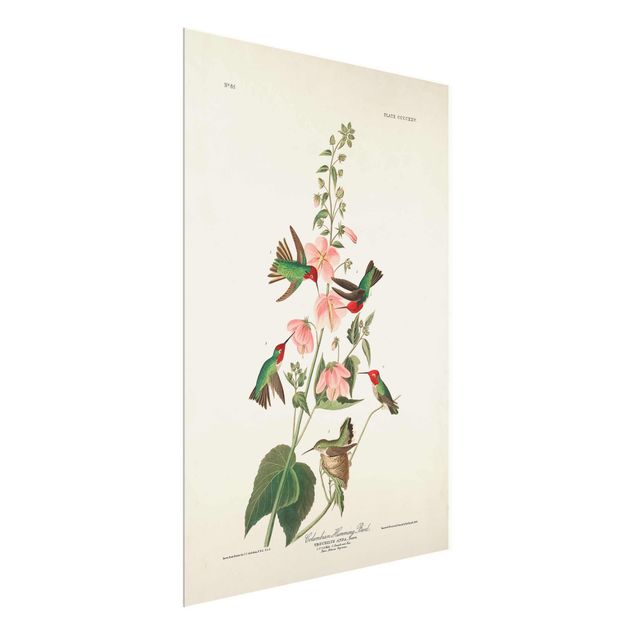 Cuadros de flores modernos Vintage Board Colombian Hummingbird