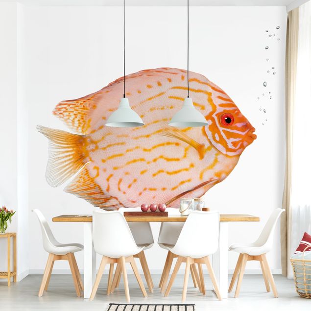 Papel pintado peces baño Discus fish