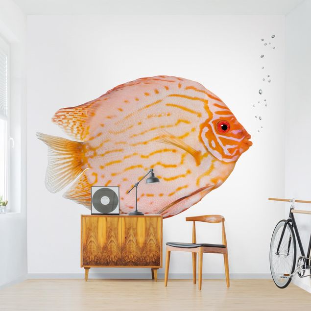 Papeles pintados modernos Discus fish