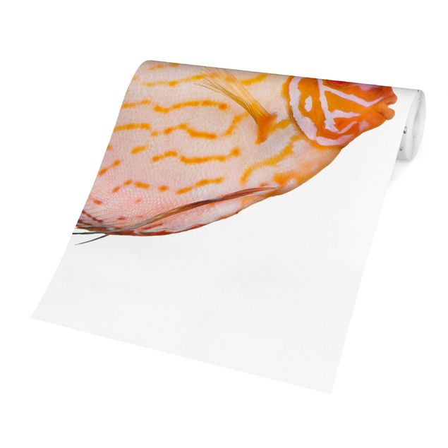 Papeles pintados Discus fish