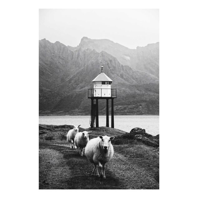 Cuadros en blanco y negro Three Sheep On the Lofoten