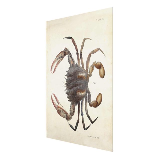 Cuadros Vintage Illustration Crab