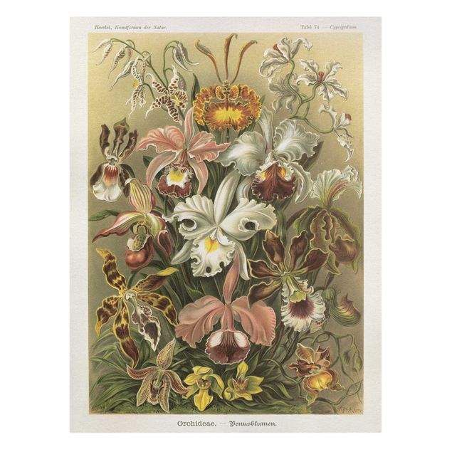 Cuadros de plantas naturales Vintage Board Orchid