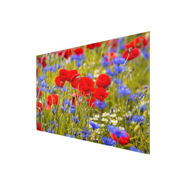 Cuadros flores Summer Meadow With Poppies And Cornflowers