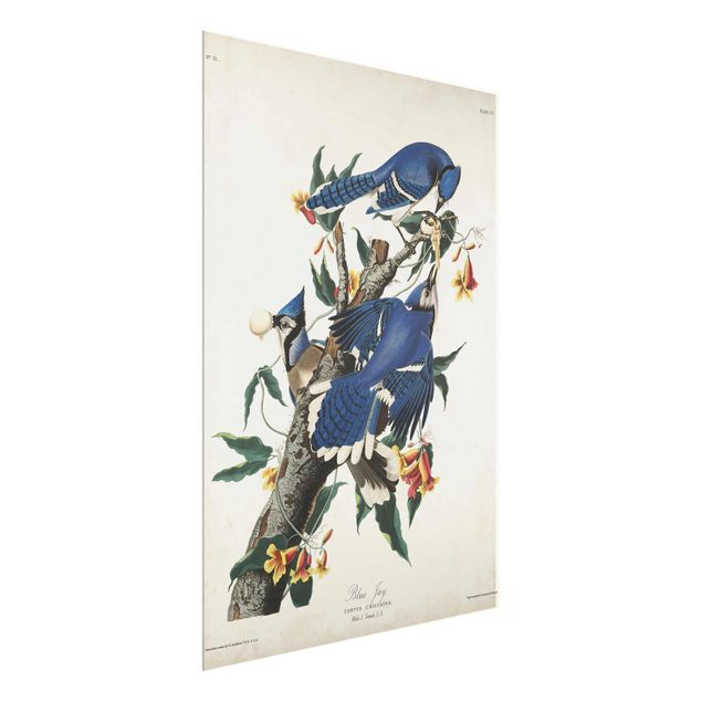 Cuadros de flores modernos Vintage Board Blue Jays