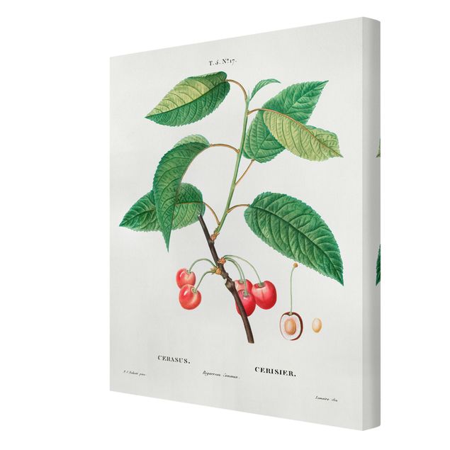 Cuadros tonos verdes Botany Vintage Illustration Red Cherries