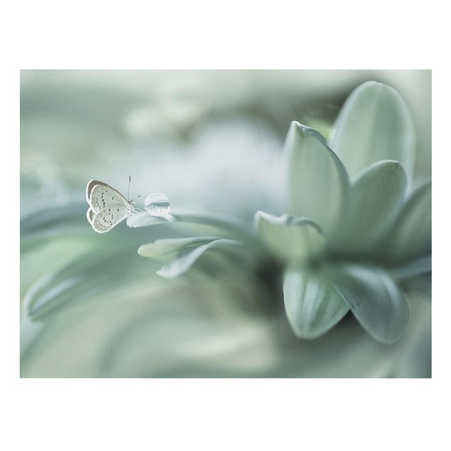 Lienzos de flores Butterfly And Dew Drops In Pastel Green