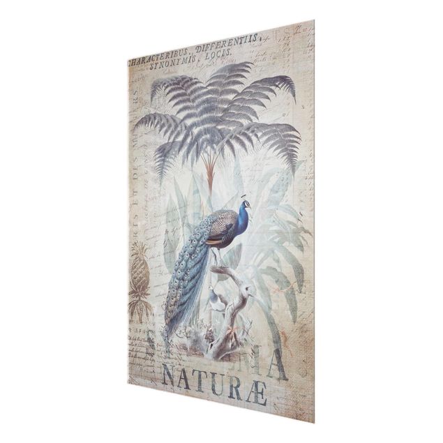 Cuadros Haase Shabby Chic Collage - Peacock