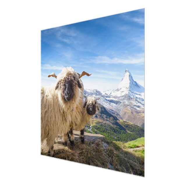 Cuadros de cristal arquitectura y skyline Blacknose Sheep Of Zermatt