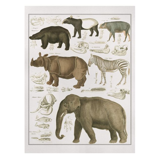 Lienzo cebra Vintage Board Elephant, Zebra And Rhino
