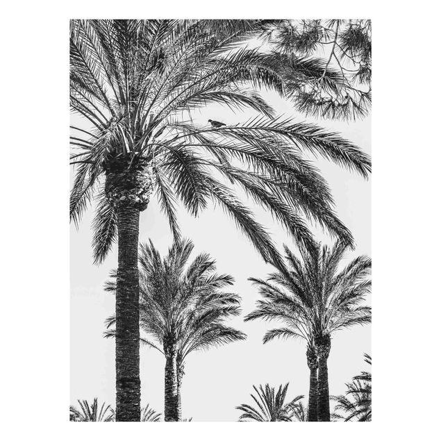 Cuadros de cristal blanco y negro Palm Trees At Sunset Black And White