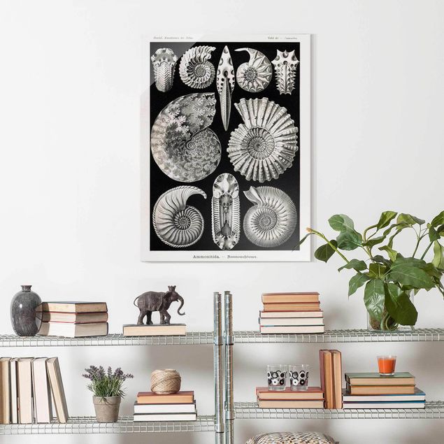 Cuadros de cristal animales Vintage Board Fossils Black And White