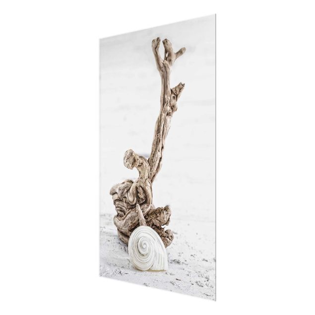 Cuadros de cristal playas White Snail Shell And Root Wood